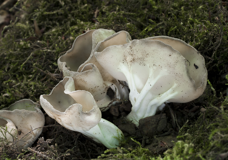 Helvella costifera